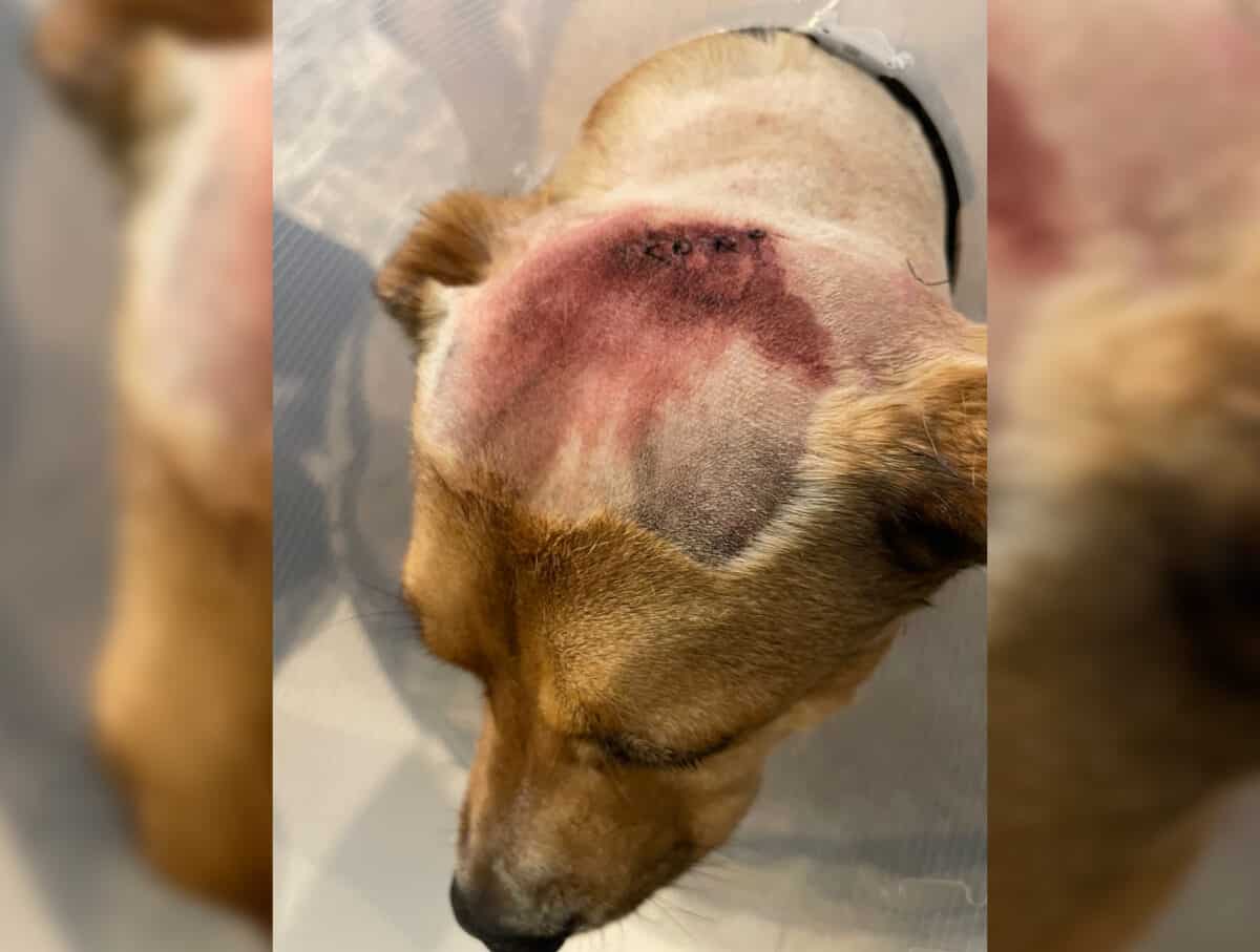 chó bảo vệ chủ