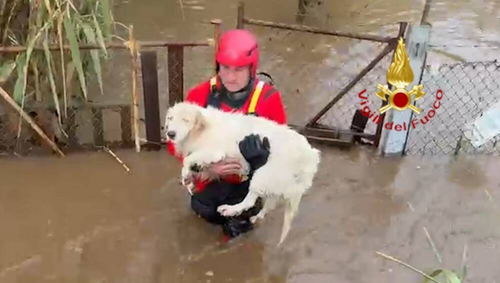 Piscinas cani salvati da vigili del fuoco allagamento maltempo