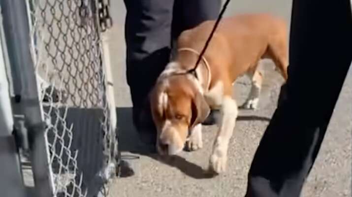 A dog walking on a leash at a shelter.