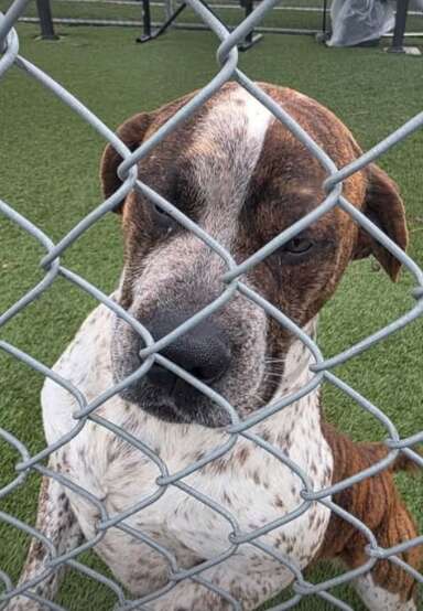 A dog looking out from behind a chain link fence.