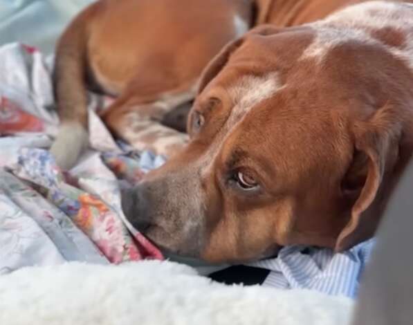 A dog laying on blankets looking tired.