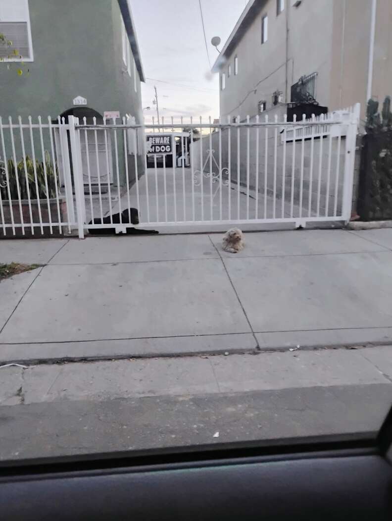 off-white poodle mix dog lying on sidewalk in front of a gated home