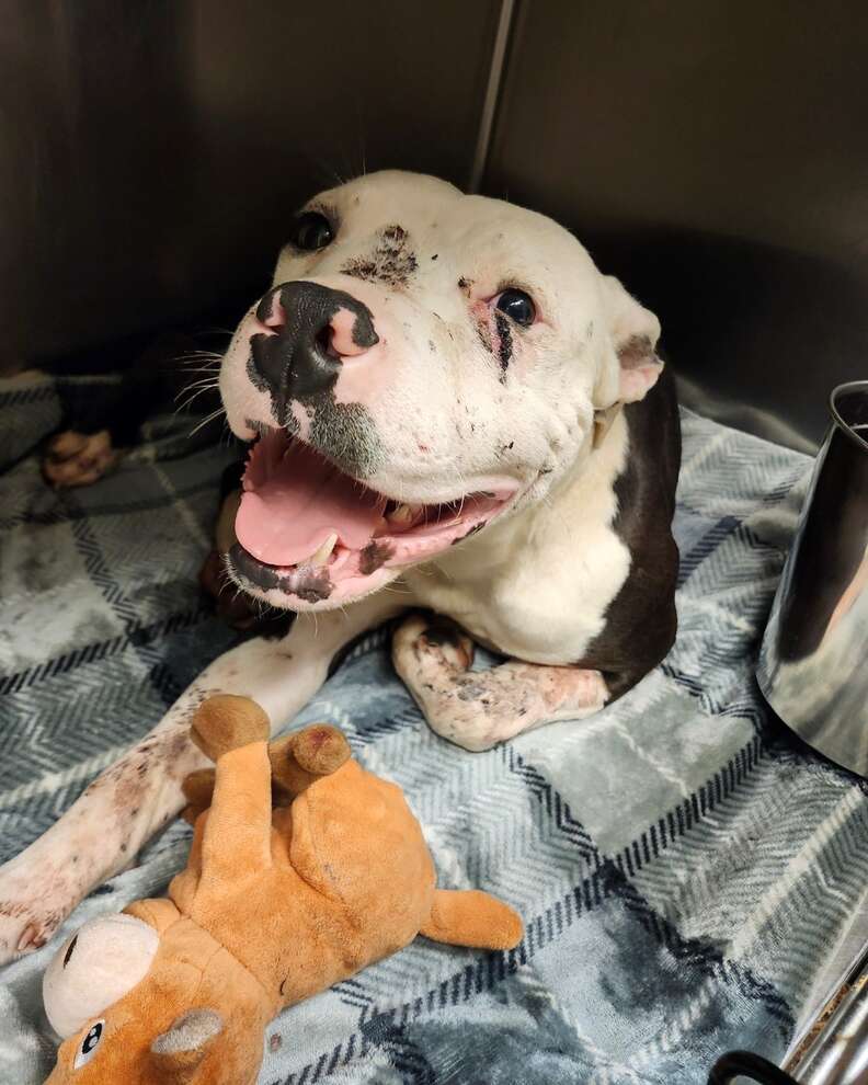 dog survives shooting and smiles at shelter staff