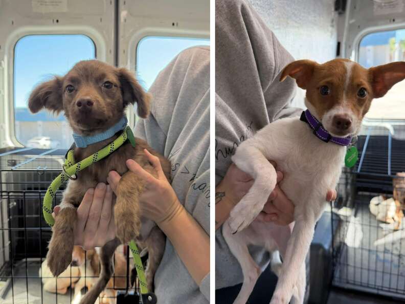 Two Chihuahuas being held by a person in the back of a transport van.