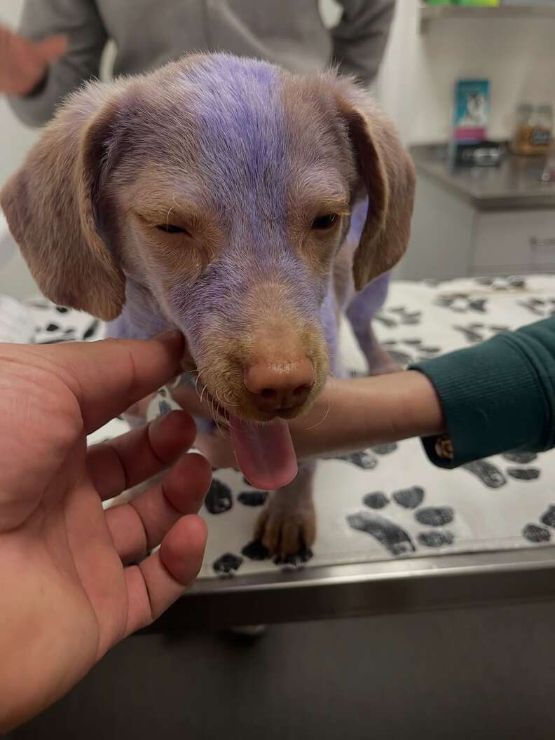 Vets examine a puppy who has been dyed purple.