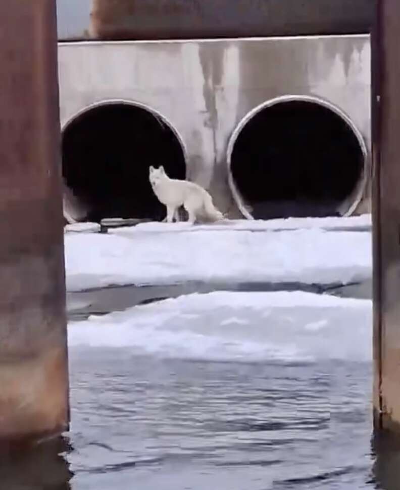 A white dog walks on ice in front of culvert on Detroit River.