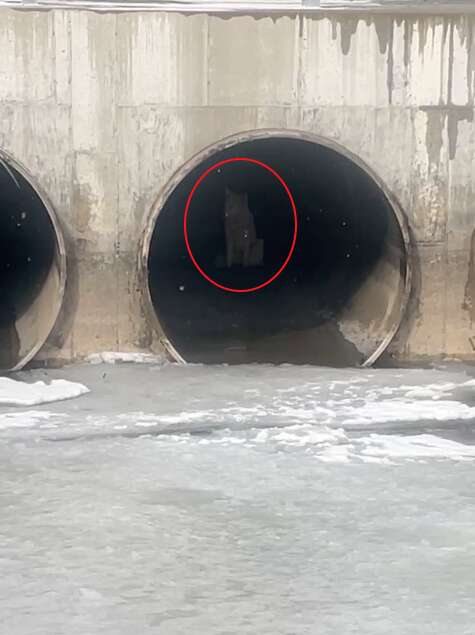 A dog hiding inside a culvert with ice in the water.