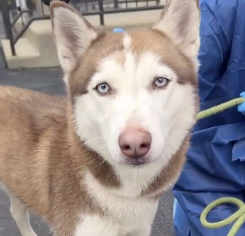 brown husky looking at camera 