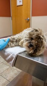 Dog Rescue