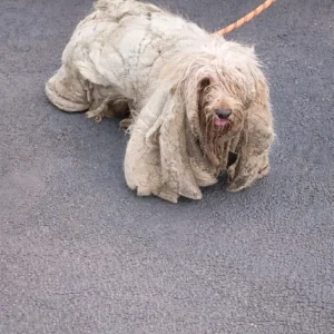 Hidden Under More Than 12 Kilograms of Fur, Soñador Finally Left the Rooftop He Couldn’t Leave Alone