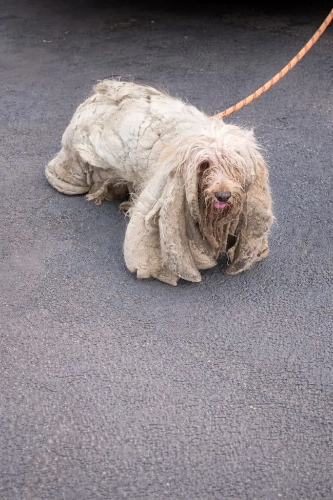 Hidden Under More Than 12 Kilograms of Fur, Soñador Finally Left the Rooftop He Couldn’t Leave Alone