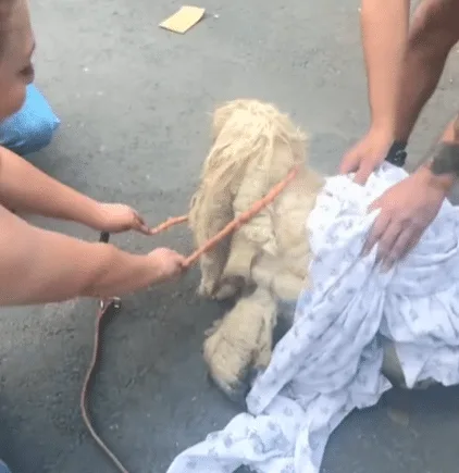 A rescue team carefully cutting hardened mats of fur from a dog at a clinic