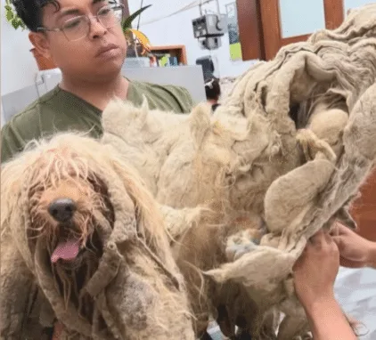 A recovering dog resting comfortably after the heavy coat was removed
