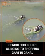 Senior dog Dorothea rescued from canal in Youngtown Arizona
